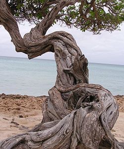 Driftwood tree on the beach... Eldritch Tree, Ancient Tree Fantasy Art, Twisty Tree, Trees Images, Old Growth Trees, Driftwood Tree, Old Gnarly Trees, Oldest Tree In The World, Bristlecone Pine