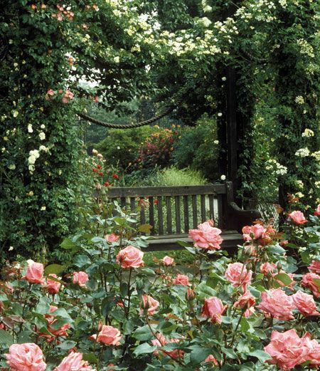 Mha Wattpad, Funny Vine, Cottage Rose, Garden Wallpaper, Secret Gardens, London Park, The Secret Garden, English Rose, Kew Gardens