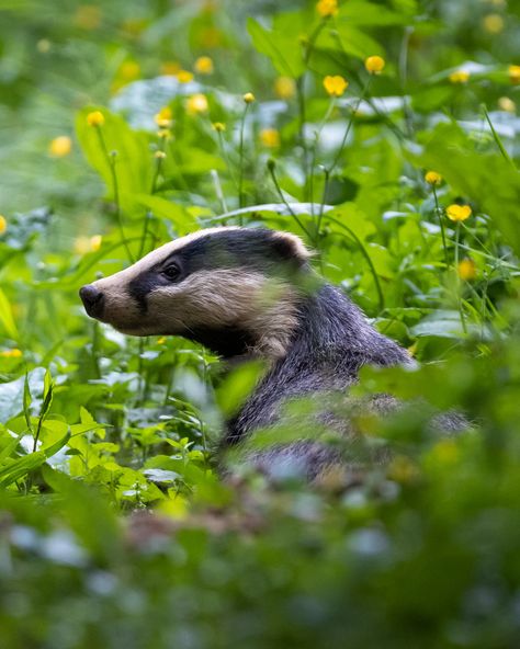 Animals In A Forest, Animal Reference Photos, English Badger, European Animals, Badger Aesthetic, Badger Animal, Badger Images, Animals In The Forest, European Badger