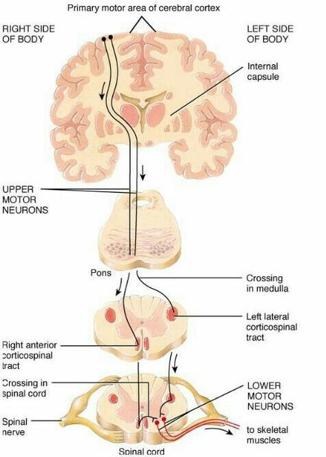 Corticospinal Tract, Upper Motor Neuron, Neurological System, Craniosacral Therapy, Motor Neuron, Cerebral Cortex, Basic Anatomy And Physiology, Brain Anatomy, Cranial Nerves