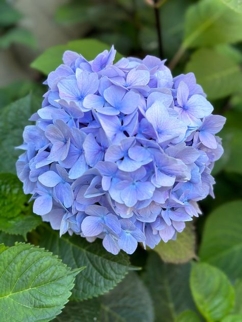 Hydrangea Hydrangea Photography, Hortensia South Korea, Hydrangea Photos, Light Blue Hydrangea, Cbd Packaging, Hydrangeas Blue, Blue Hortensia, Rabbit Mask, Periwinkle Flowers