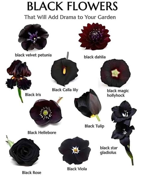 Pretty Flowers Pictures, Gothic Flowers, Goth Garden, Gothic Garden, Flower Meanings, Black Garden, Nothing But Flowers, Language Of Flowers, Black Flowers