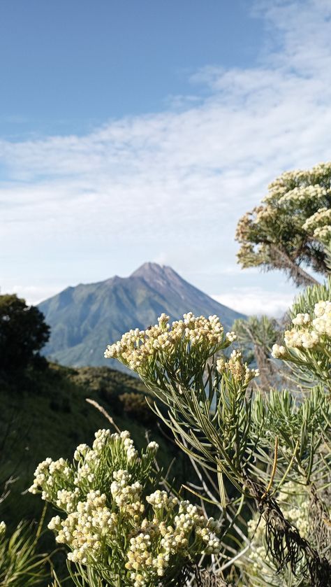 Edelweiss Flower Edelweiss Flower Aesthetic, Folk Botanical, Edelweiss Flower, Mountain Wallpaper, Driving Pictures, Birthday Photoshoot, Mountain Landscape, Disney Wallpaper, Aesthetic Photo