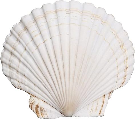 Amazon.com: QICQDRAM 3PCS Shells for Crafts 6''-7'' White Scallop Shells, for Baking Shells, Crafts DIY Painting Beaching Wedding Decoration, Beach Natural Scallop Shells Bulk : Home & Kitchen Scallop Shell Craft, Shells Crafts, Collage Creator, Beach Themed Crafts, Digital Collage Art, Collage Vintage, Diy Decor Crafts, Scallop Shells, Beach Painting