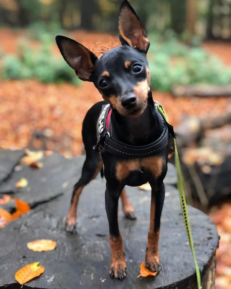 14 Interesting Facts About Miniature Pinschers | PetPress Perro Doberman Pinscher, Miniature Doberman Pinscher, Min Pin Dogs, Mini Pincher, Miniature Doberman, Pincher Dog, Mini Doberman, Miniature Pinscher Puppy, Miniature Pinscher Dog