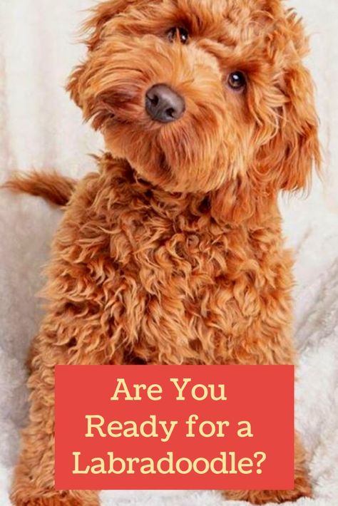 Australian Labradoodle Haircut Style, Labordoodle Puppy, Labradoodle Full Grown, Labradoodle Haircut Style, Labradoodle Vs Goldendoodle, Miniature Labradoodle, Labradoodle Haircut, Labradoodle Mini, F1b Labradoodle