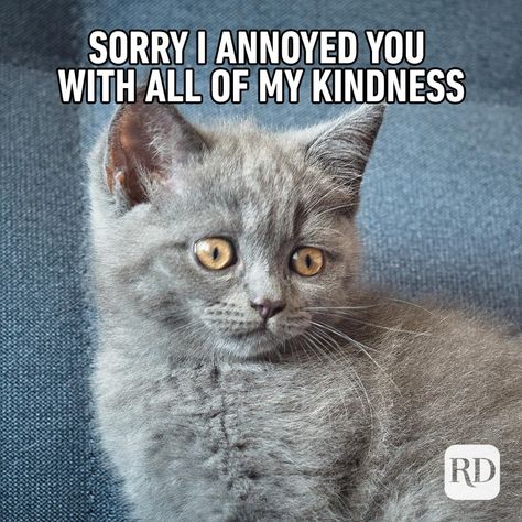 20 Kindness Memes That Spread Cheer — Funny Memes About Kindness Encouragement Meme, Kind Meme, Hedgehog Meme, Kindness People, Lady Gaga Quotes, Cheer Funny, Positive Memes, Funny Encouragement, Motivational Memes