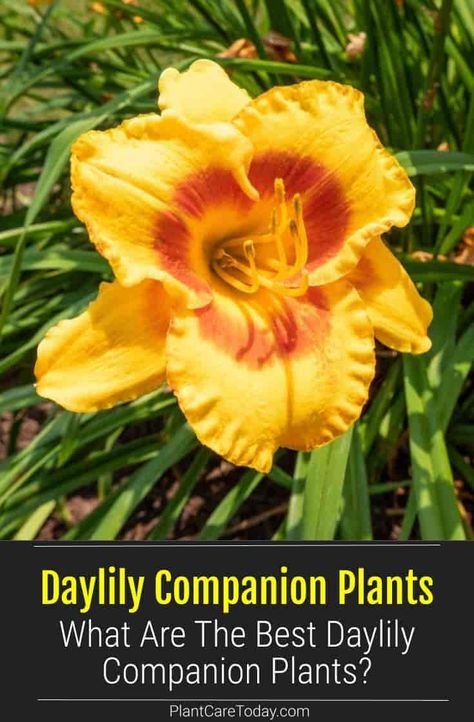 Daylily Companion Plants: What Plants Are Great To Grow With Daylilies Day Lily Companion Plants, Daylily Companion Plants, Stella Doro Daylily Landscaping, Day Lily Landscaping, Daylily Garden Design Beds, What To Plant With Daylilies, Stella Doro Daylily, Lily Garden Ideas Flower Beds, Daylillies Landscaping