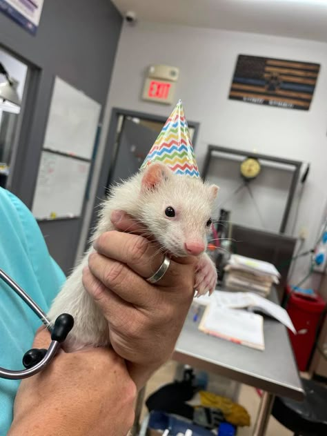 Ferret "Kat" made it through her full chemo protocol and is in complete remission !! Go Kat!!!! Learn about oncology services at BMAH here: Vet Pictures, Vet Aesthetic, Vet School Motivation, Vet Nursing, Vet Life, Med Vet, Vet Medicine, Vet Assistant, Vet Student