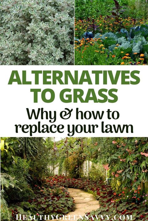 Grass Alternatives, Moss Lawn, Replace Lawn, Clover Lawn, Grass Alternative, Tattoo Plant, No Grass Backyard, Lawn Alternatives, Summer Gardening