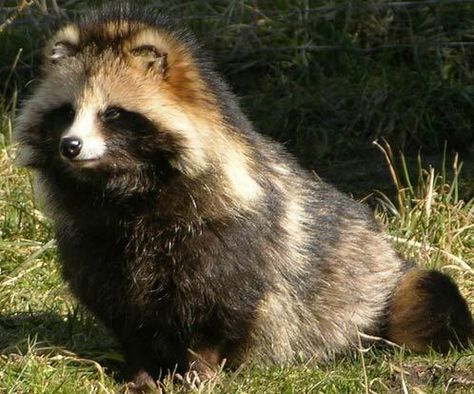 The Japanese raccoon dog, also known as tanuki, is a subspecies of the raccoon dog native to Japan.  The animal has been significant in Japanese folklore since ancient times. The legendary tanuki is reputed to be mischievous and jolly, a master of disguise and shapeshifting, but somewhat gullible and absentminded. It is also a common theme in Japanese art, especially statuary. Japanese Raccoon Dog, Strange Animals, Raccoon Dog, Wild Dog, Cool Animals, Unusual Animals, Rare Animals, Wild Dogs, Blue Heeler