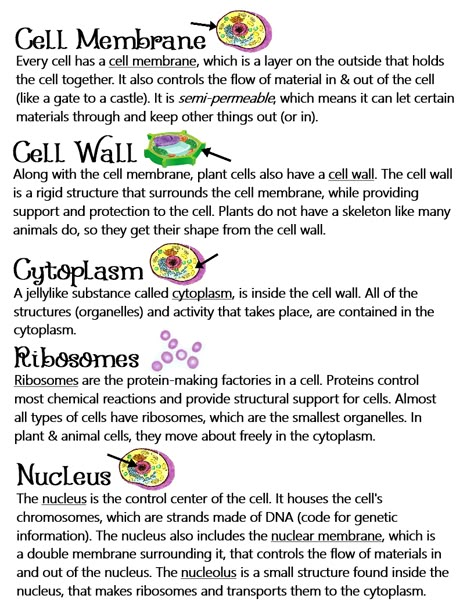 Parts Of A Cell And Their Functions, Cells In Biology, Plant Cell Notes Biology, Animal Cells Notes, Biology Notes Animal And Plant Cells, What Is Cell Notes, Science Cells Notes, Biology Information, Basic Biology Terms