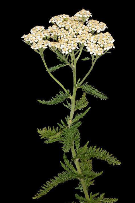 commonly known as yarrow Flowers Name In English, Yarrow Flower, Achillea Millefolium, Most Popular Flowers, Attracting Beneficial Insects, Popular Flowers, Beltane, Traditional Medicine, Medicinal Herbs