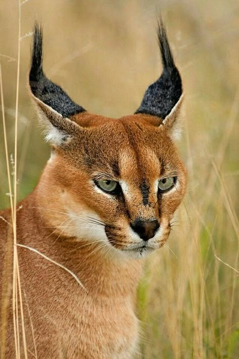 ♔ Caracal Caracal Cat, Small Wild Cats, Rare Cats, Exotic Cats, Animal Reference, Airbrush Art, Animal References, Big Cat, Amazing Animals