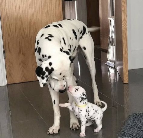 Dalmatian Puppy, Dalmatian Dog, Very Cute Dogs, Cute Dogs And Puppies, Cute Animal Photos, Cute Creatures, Sweet Animals, Cute Little Animals, Beautiful Dogs