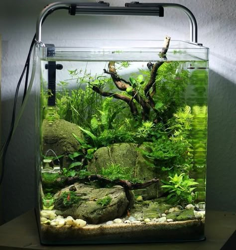 Fish Tank Landscape Ideas, Nano Aquascape, Aqua Scaping, Fish Aquarium Decorations, Tank Terrarium, Fish Tank Themes, Taman Air, Amazing Aquariums, Fish Tank Terrarium