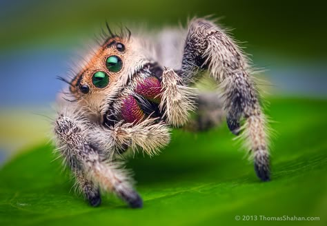 Female Jumping Spider - Phidippus regius - Florida | Flickr Cute Spiders, Arachnids Spiders, Jumping Spiders, Wolf Spider, Macro Photographers, Cool Insects, Creepy Crawlers, Cool Bugs, Jumping Spider