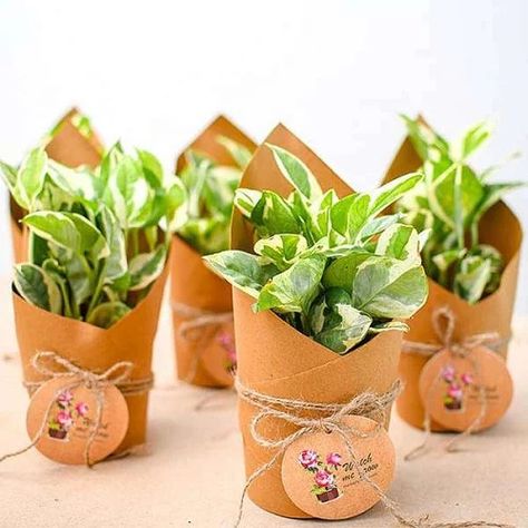 Potted Plant Centerpieces, Outdoor Flowering Plants, Christmas Plants Gifts, Plant Centerpieces, Birthday Return Gifts, Nature Gifts, Small Nurseries, Christmas Plants, Return Gifts