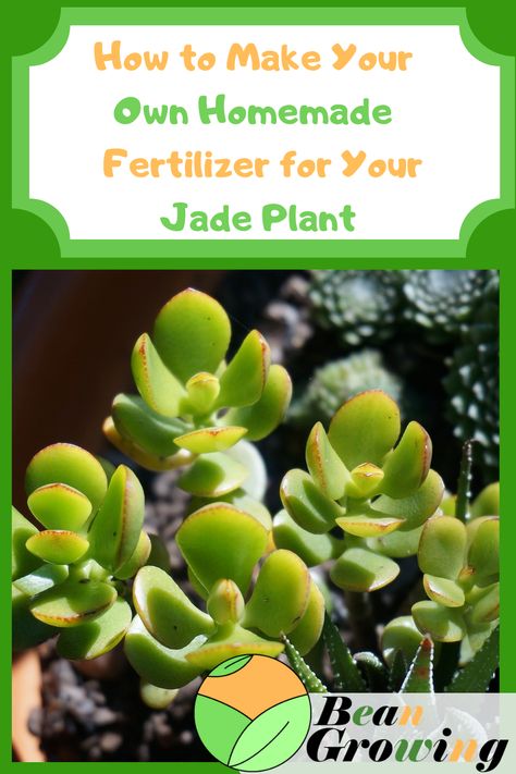 Are you wondering how to make your own homemade fertilizer for your jade plant? Then do not worry! We have made a list of all the fertilizers Succulent Fertilizer, Jade Plant Care, Dollar Plant, Houseplants For Beginners, Garden Tips And Tricks, Popular Plants, Types Of Herbs, Plant Succulents, Jade Plant