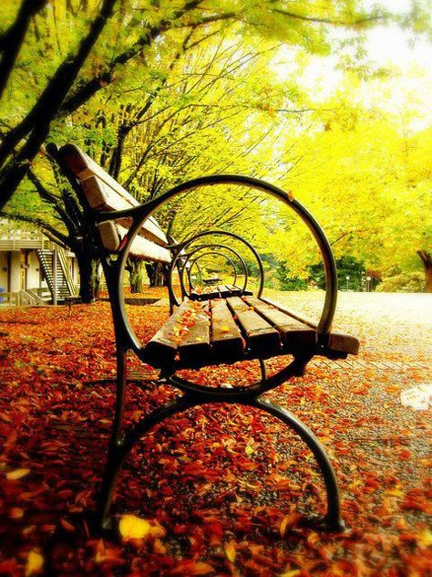 amazing photography park Top Photographers, Foto Poses, I Love Fall, Foto Art, Autumn Beauty, Jolie Photo, Love Fall, Favorite Season, A Park