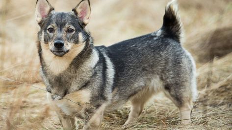 Cardigan Welsh Corgi Puppies, Baby Corgis, Corgi Dog Breed, Corgi Breeds, Herding Cattle, Dutch Bunny, Lancashire Heeler, Swedish Vallhund, Dog And Puppies