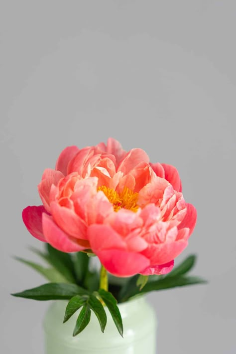 Coral Charm peony: A vibrant peachy variety Coral Charm Peonies, Peony Coral Charm, Peach Peony, Coral Peony, Coral Flower, Orange Peony, Peony Flower Photography, Peony Flowers, Peony Photography