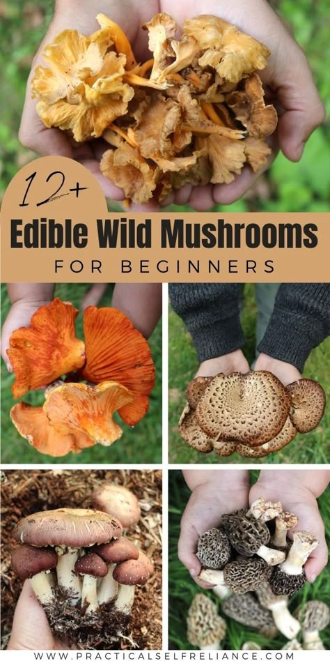 13+ Edible Wild Mushrooms for Beginners Edible Wild Mushrooms Identification, Eatable Mushrooms Wild, Forging For Mushrooms, Mushroom Types Edible, Pnw Mushroom Foraging, Edible Mushrooms Identification, Wild Mushrooms Recipes, Edible Plants Survival, Mushrooms On Trees