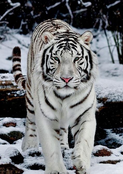 love white tigers Snow Tiger, Tiger Pictures, Siberian Tiger, Pet Tiger, Bengal Tiger, Majestic Animals, Cheetahs, White Tiger, Bengal Cat