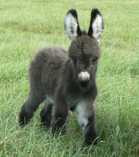 Mini Baby Donkey, Extra Floof Baby Donkey, Cute Critters, Donkeys, Animal Love, On The Farm, Beautiful Animals, Love Animals, Adorable Animals