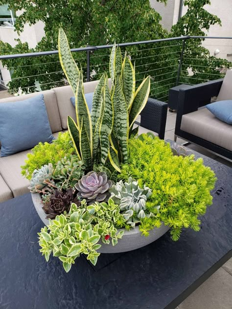 Design tips and plant combination ideas for containers | Garden Making Snake Plant And Succulents, Garden Pot Plant Ideas, Snake Plant Pot, Succulent Container Ideas, Small House Garden, Shade Tolerant Plants, Plant Arrangements, Succulent Garden Design, Herb Garden Design