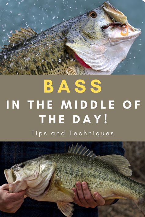 Here's a few tips and techniques for bass fishing in the middle of the day. Sure, mornings and evenings can be great times to fish for bass, but the middle of the day is a good time to catch record largemouth bass as well. Crappie Fishing Tips, Largemouth Bass Fishing, Trout Fishing Tips, Fishing For Beginners, Fly Fishing Tips, Bass Fishing Lures, Bass Fishing Tips, Smallmouth Bass, Fishing Diy