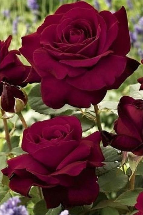 Tradicionais, o que você faz pode desaparecer,o   que você è permanece vivo porque transforma os outros...http://www.viabellaitapira.com.br/ Hybrid Tea Rose, Hybrid Tea Roses, Pretty Roses, Green Rose, Tea Roses, Love Rose, Beautiful Blooms, Rose Garden, Love Flowers