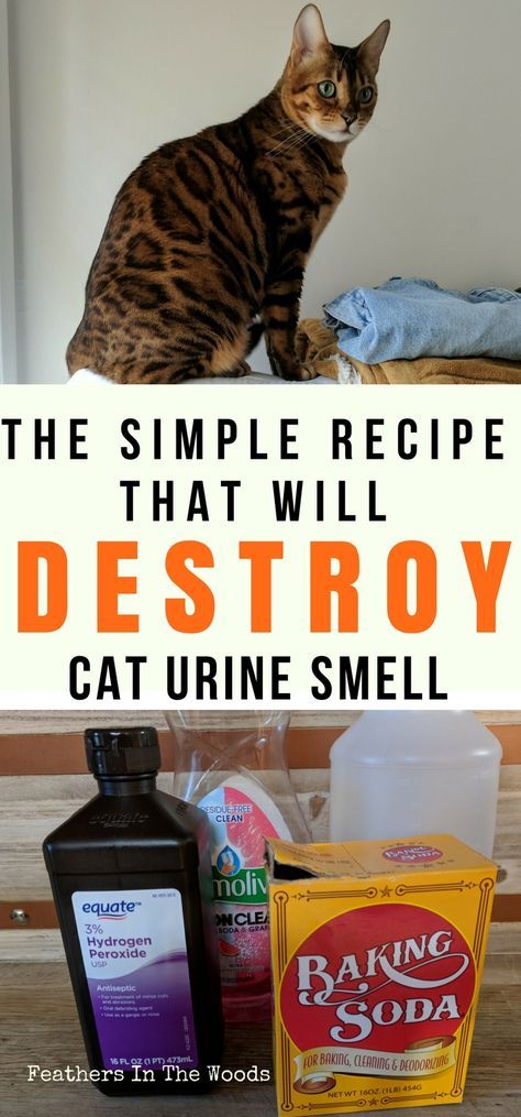 Remove Cat Urine Smell, Urine Remover, Cat Urine Remover, Cat Pee Smell, Cat Urine Smells, Cat Odor, Pee Smell, Urine Smells, Akita Dog