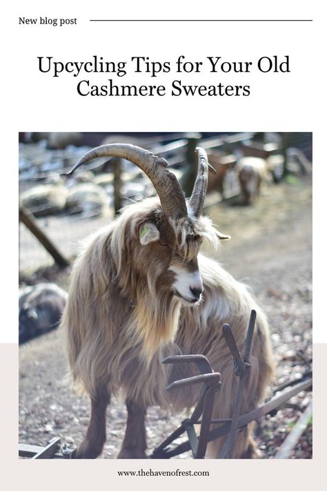 Cashmere is a beautiful and luxurious fabric that is often found in high-end clothing items. If you have an old cashmere sweater that you no longer wear, don’t toss it just yet! There are plenty of creative ways to upcycle it into something new and useful. Save for later use to find helpful tips and ideas! 🪡 Repurpose Sweaters Ideas Diy, Upcycle Cashmere Sweater Ideas, Repurpose Sweaters Ideas, Cashmere Sweater Upcycle, Sweater Upcycle, Wool Ideas, Happy Homemaking, Old Sweater, Cashmere Fabric