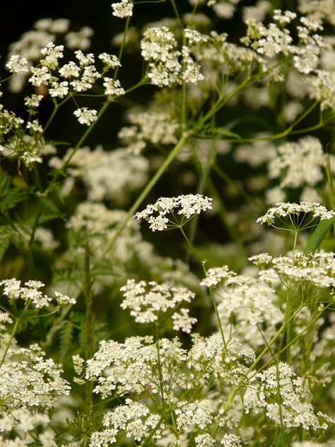 cow parsley chervil pointed flower herb flower Kitchen Hardwood Flooring, Scottish Flowers, Sarah Anderson, Ikea Canada, Hillside Garden, Cow Parsley, Swipe File, Wildlife Gardening, May Weddings