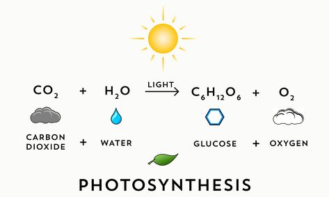 Photosynthesis Equation, Study Leave, Process Of Photosynthesis, Funny Quotes Wallpaper, Science Classroom Decorations, Healthy Book, Chemical Equation, Biology Lessons, Cell Structure