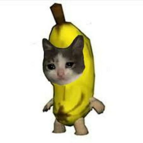 whats an alt text ugh im not alt and cringe shutyppg Gato Banana, Banana Cat, Cat Crying, Funny Cat Photos, Cat Meme, Pokemon Memes, Cat Icon, Cat Family, Cat Costumes