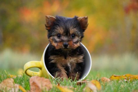 22 Smallest Dog Breeds with Tiny Puppies That Stay Small Smallest Dog Breeds, Smallest Dog, Cute Small Houses, Tiny Dog Breeds, Small Dog House, Tiny Puppies, Dog Facts, Small Puppies, Pet Safety