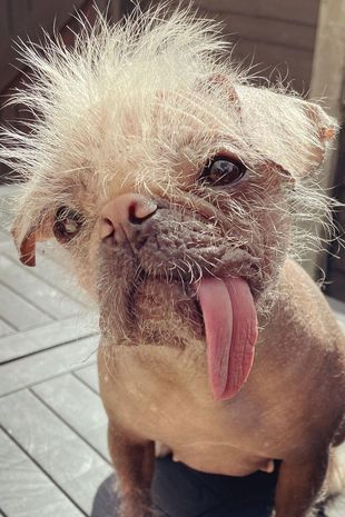 Britain's ugliest dog crowned and she is 'both ugly and cute at the same time' - Mirror Online Ugliest Dog, Ugly Dog, Deadpool, Filter, Dogs, On Instagram, Instagram