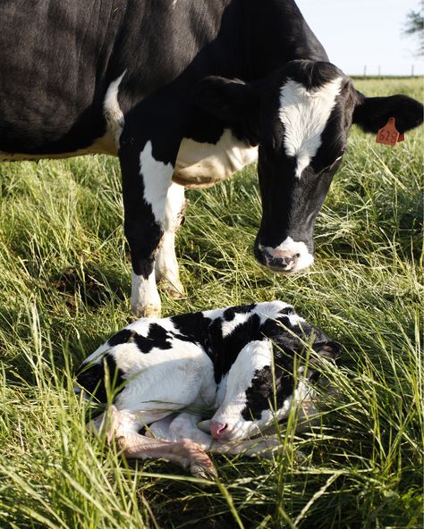 . Hooved Animals, Gado Leiteiro, Holstein Cows, Dairy Cattle, Farm Lifestyle, Cow Pictures, Cow Calf, Dairy Cows, Baby Cows