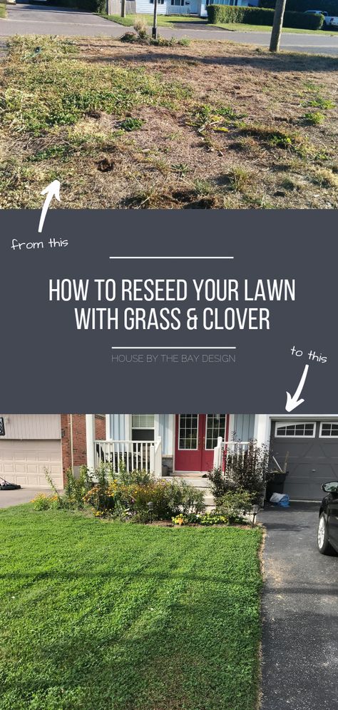 How to Reseed Your Lawn with Grass and MicroClover Best Grass Seed Lawn, Backyard Garden Inspiration, Lawn Grass Types, Backyard Garden Design Ideas, Best Grass Seed, Grass Types, Clover Lawn, Rye Grass, Water Wise Landscaping