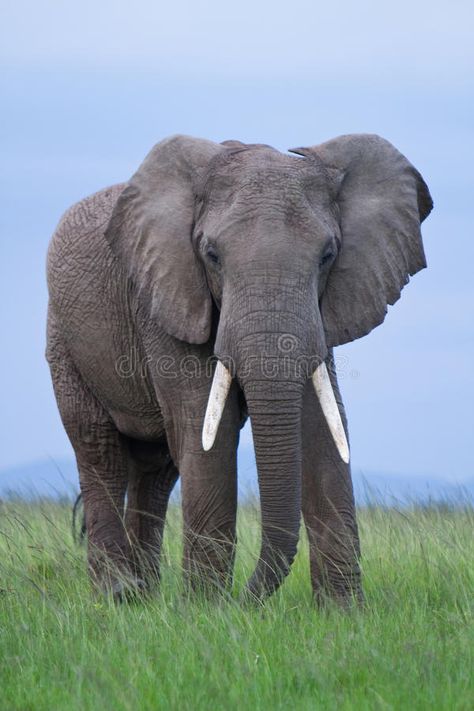 African Elephant. Male African Elephant in the Masai Mara Kenya , #Aff, #Male, #Elephant, #African, #Kenya, #Mara #ad Asian Elephants, Elephant World, African Forest Elephant, Elephant Facts, African Bush Elephant, Bull Elephant, Elephant Photography, Elephant Wallpaper, Elephant Pictures