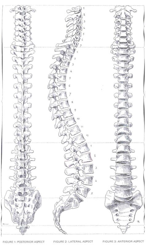 Skeleton Spine Drawing, Back Bone Drawing, Spine Drawing Sketches, Skeleton Spine, Spine Drawing, Skeleton Reference, Spine Anatomy, Human Skeleton Anatomy, Human Anatomy Reference