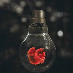 Reposted from @_unni._ -  Red 💞 Fighter Fish, Nature Rain, Drop Light, Winter Nature, Indian Photography, Wood Christmas, Outdoor Christmas Lights, World Photography, Photo Projects