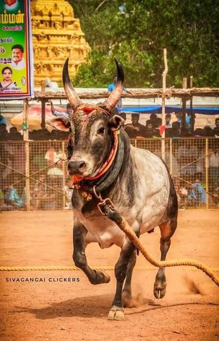 Bull Images Logo, Jallikattu Images Hd Wallpaper, Bull Images Hd, Jallikattu Logo, Jallikattu Bull Images, Jallikattu Images Background, Jallikattu Photos, Kangayam Bull Images, Jallikattu Kaalai Hd Images