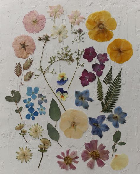 aesthetic pressed flowers in feed, random life things in stories, i’m a libra it’s all about balance 🌼⚖️ Flowers In Books Aesthetic, Pressed Flower Aesthetic, Pressed Flower Painting, Hobby Ideas Aesthetic, Pressed Flowers Aesthetic, Flowers Aesthetic Vintage, Pressed Flowers Ideas, Artsy Flowers, Preserved Wedding Flowers