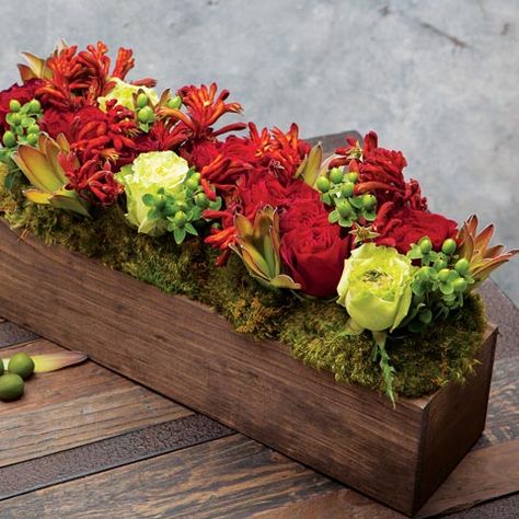 With the richness of rouge, crimson and chartreuse, a gathering of ruffled roses, hypericum berries, kangaroo paw and leucadendron makes an elegantly lush centerpiece. Expertly arranged in a dark stained hand crafted wood trough, Crimson & Fleur measures 19 x 4 x 9 and requires next day shipping. Thanksgiving Flower Arrangements, Olive And Cocoa, Harvest Garden, Dark Stained Wood, Wood Box Centerpiece, Unique Floral Arrangements, Hypericum Berries, Floral Arranging, Dark Wood Stain