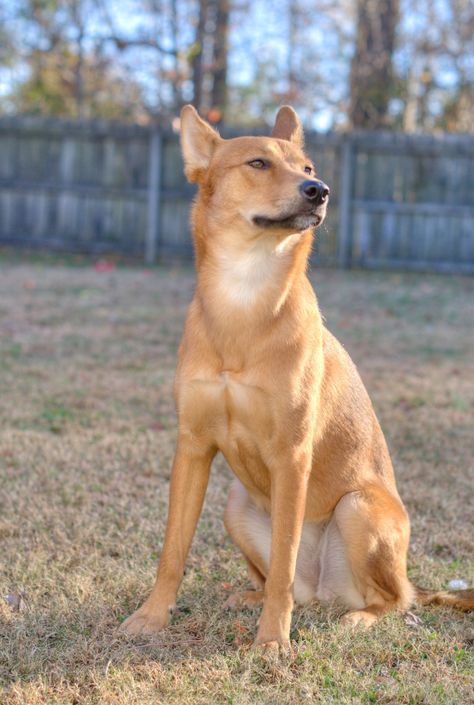 Carolina Dog | GreatDogSite Service Dogs Breeds, Carolina Dog, Dog Ages, Dog Information, Dog Shedding, Dog Photo, Service Dog, Sweet Dogs, Beloved Dog