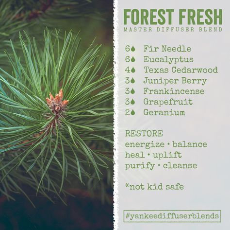 Clear you mind, forget about the weekend (ha), get energized and balance out your workweek. I'm loving this scent because it has all my favorite essential oils. The scent is a clean pine without being too evergreen. It's a great morning pick-me-up with Siberian Fir Needle, Eucalyptus, Texas Cedarwood, Juniper Berry, Frankincense, Grapefruit, and Geranium. Top that!   You get better results if you blend it and let it sit for a while for the oils to combine. Essential Oil Cologne, Pine Needle Essential Oil, Fir Needle Essential Oil, Fir Needles, Siberian Fir, Eo Blends, Pine Essential Oil, Essential Oils 101, Natural Recipes