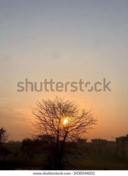 Shutter Stock Images, Shutter Stock, Bare Tree, Window Shutters, Tree Silhouette, View Image, 3d Objects, Royalty Free Stock Photos, Every Day